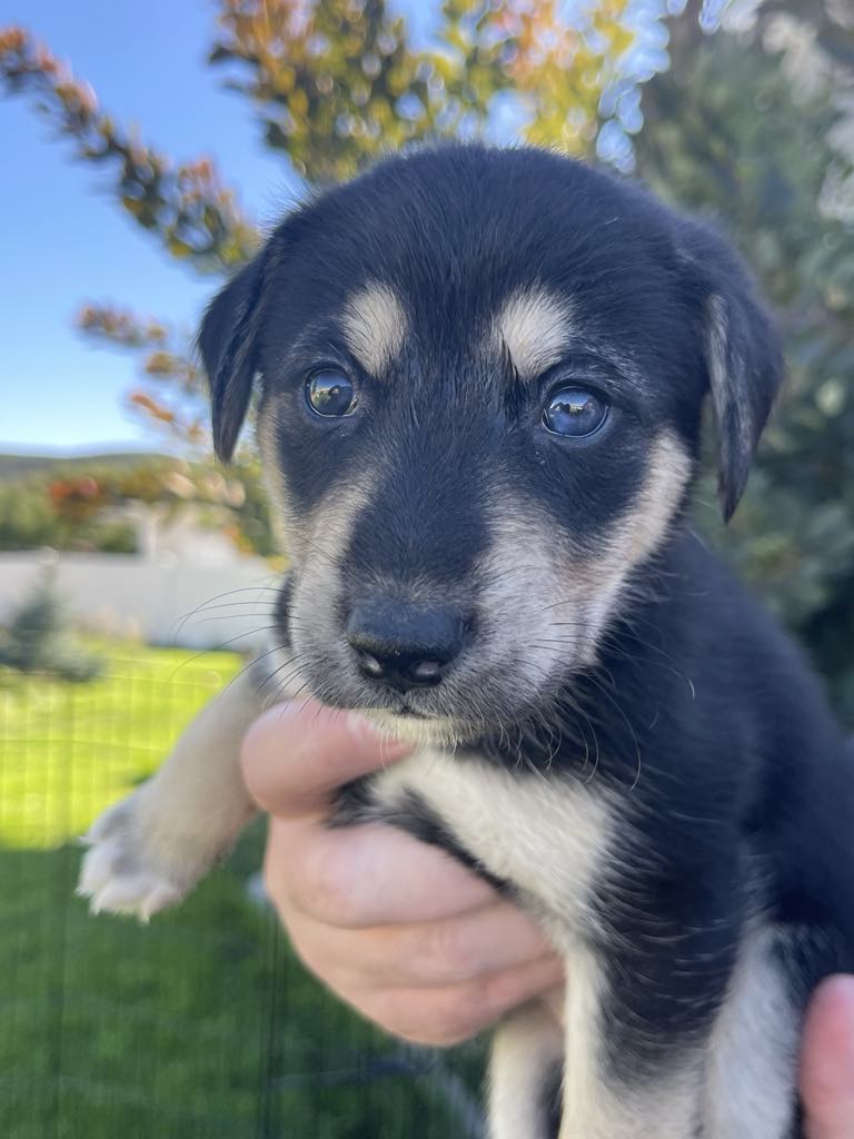 adoptable Dog in Manila, UT named Olive