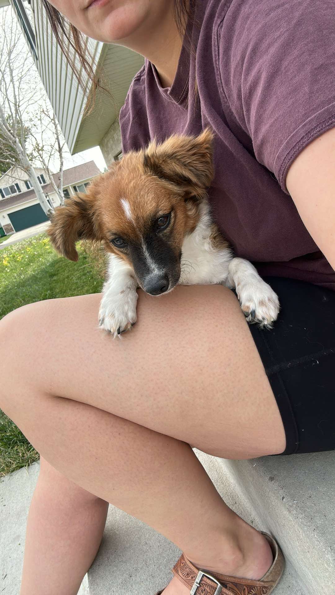 adoptable Dog in Midway, UT named Chippy