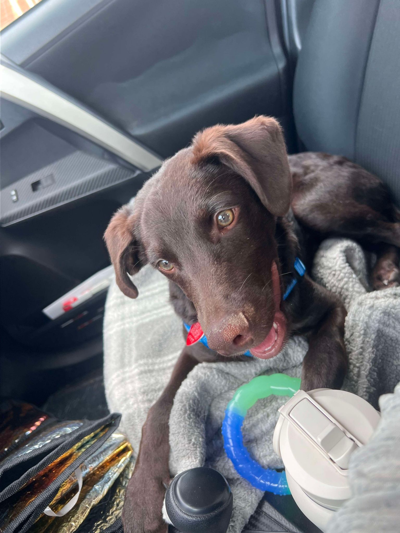 adoptable Dog in Midway, UT named Toby