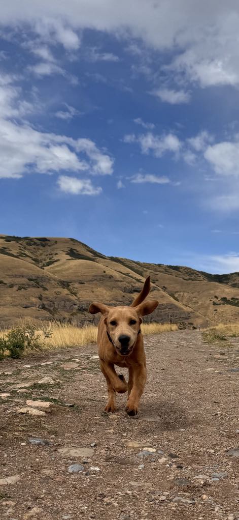 adoptable Dog in Manila, UT named Tug