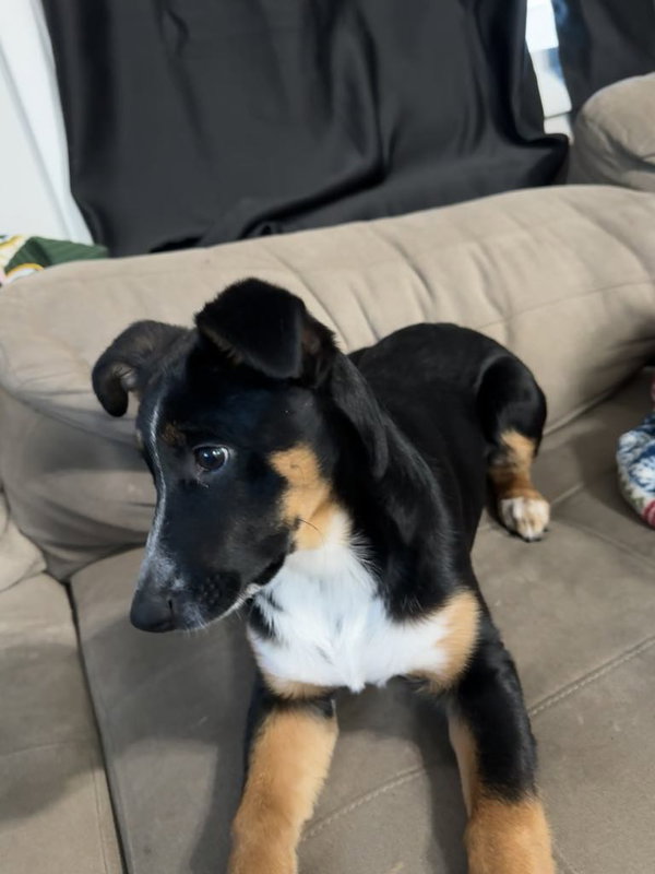 MAMA Cocoa