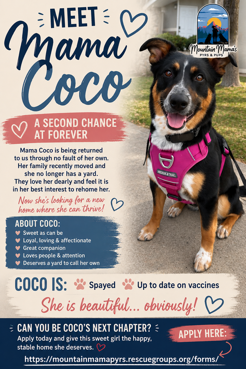 MAMA Cocoa