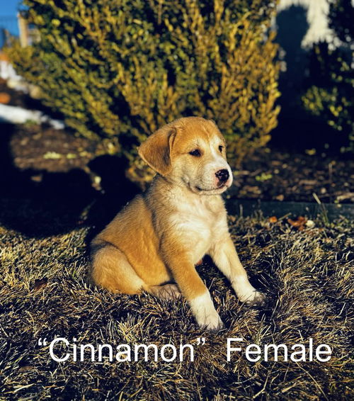 Cinnamon