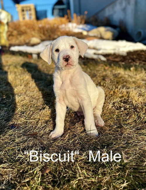 Biscuit