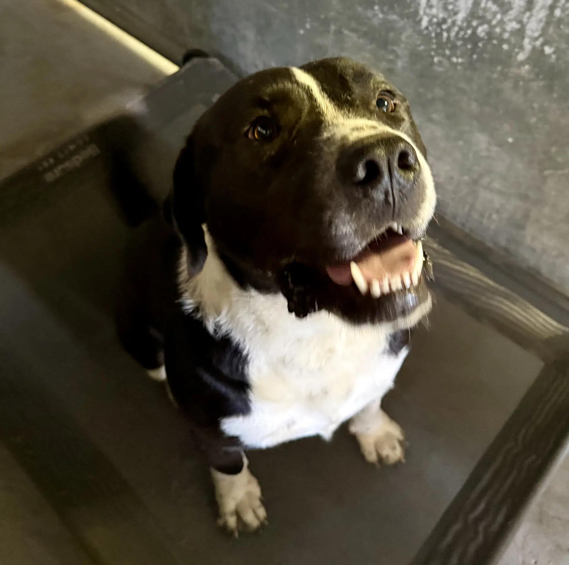 Hutch Mo - Labrador Retriever