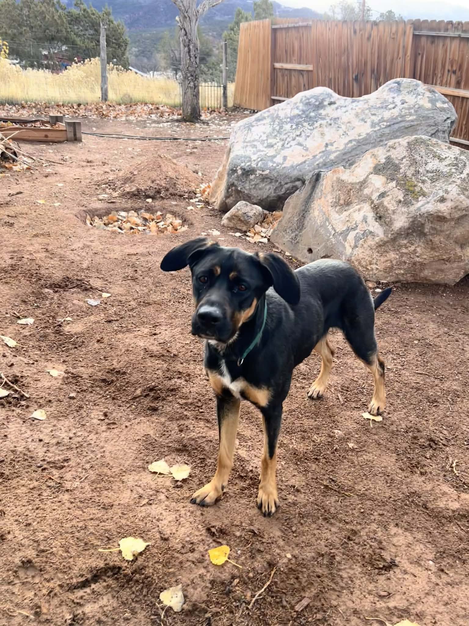 Zena image 2