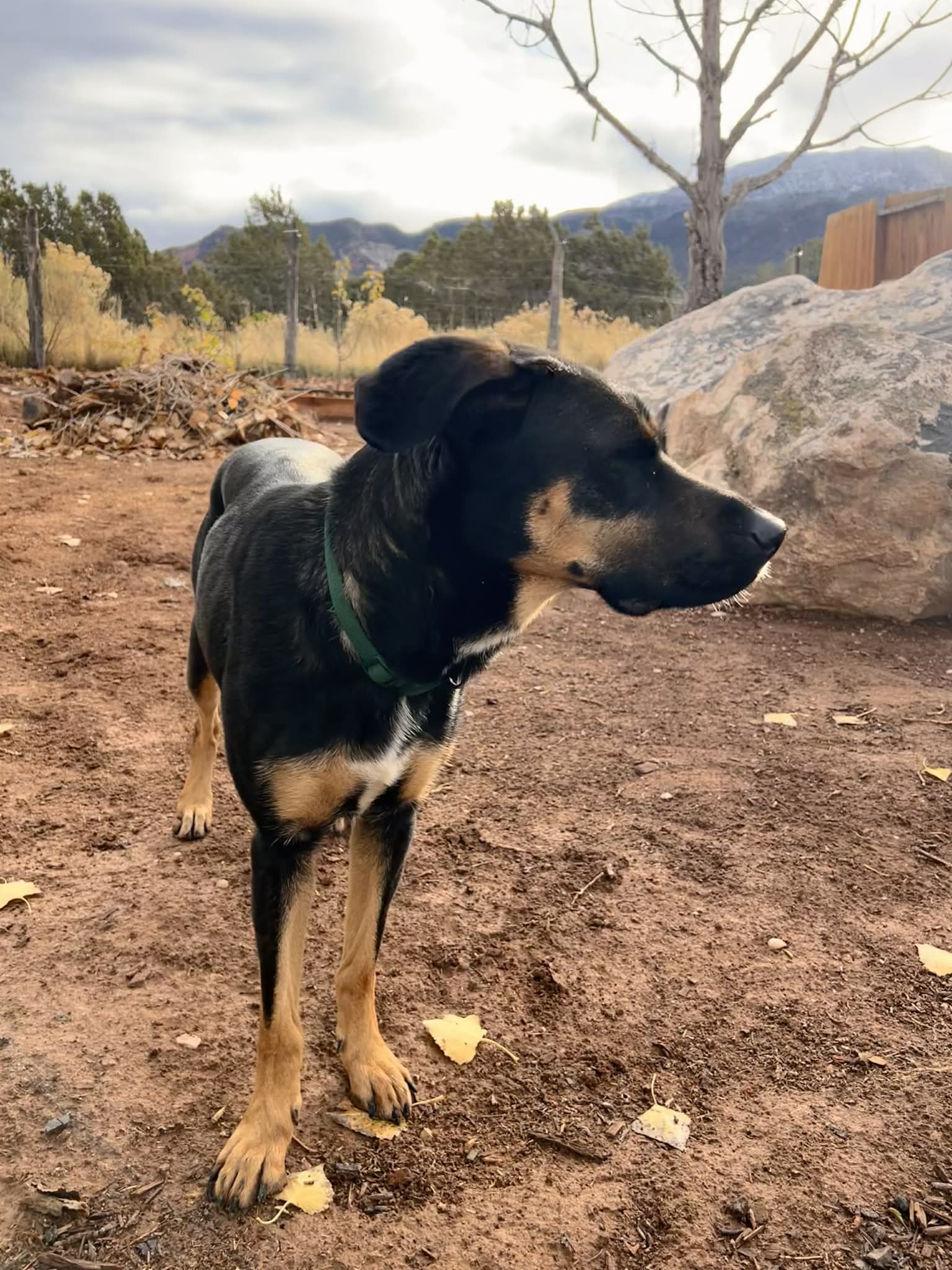 Zena - Shepherd