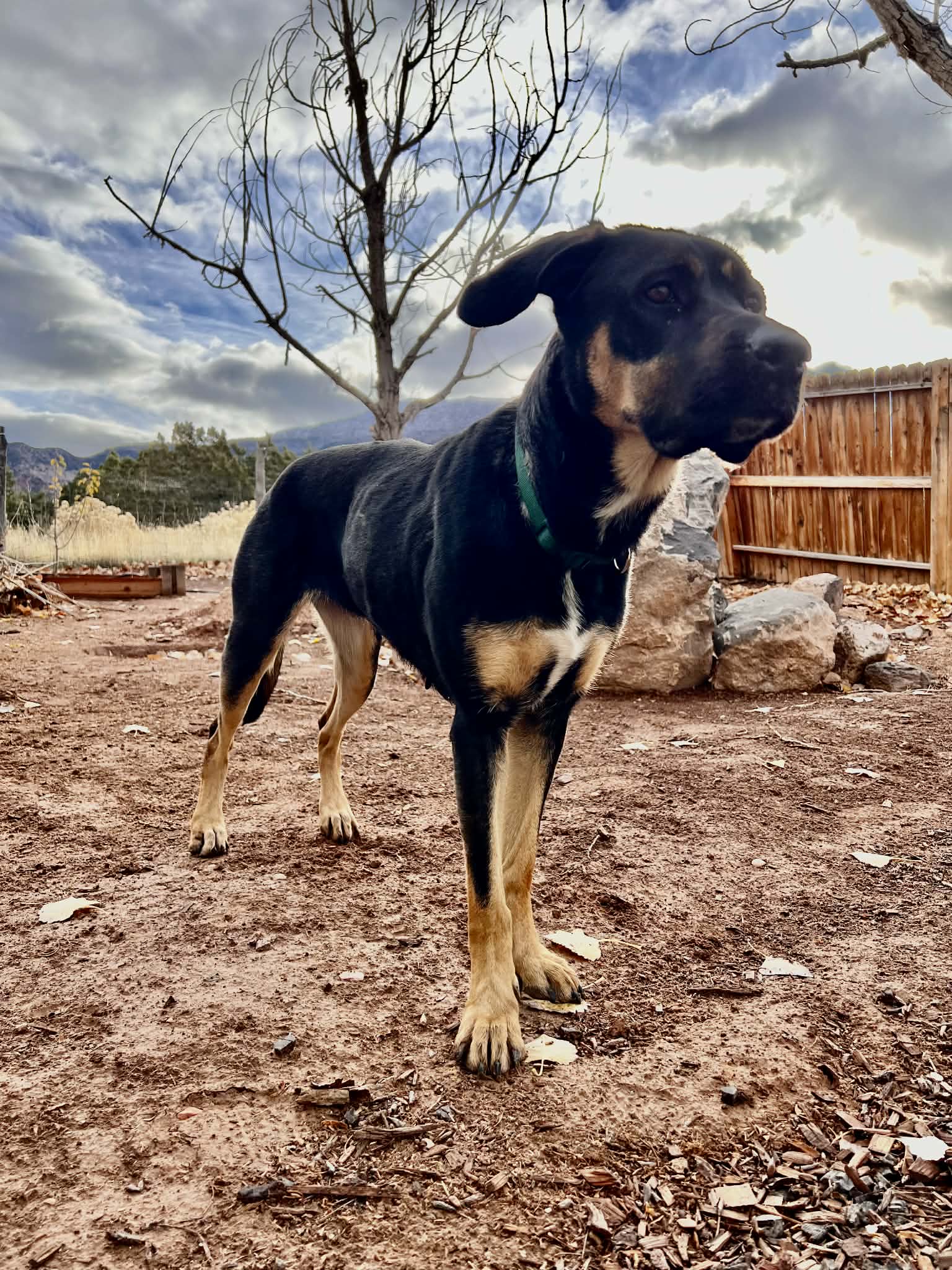 Zena image 4