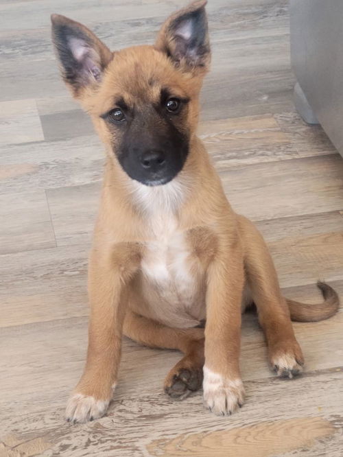 KODA Baby