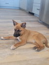 KODA Baby