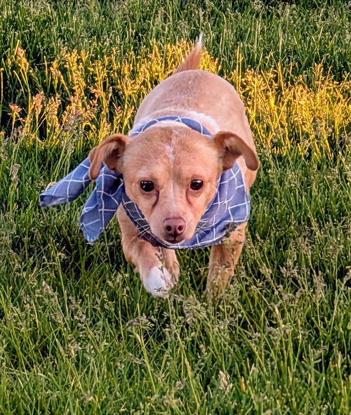 Milo