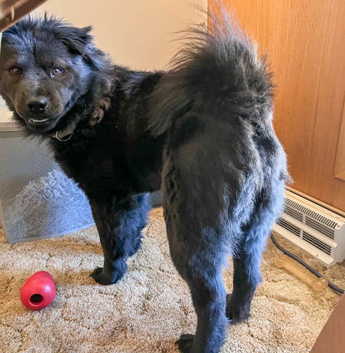 Suki aka Honey Bear