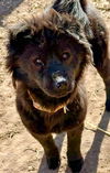 Suki aka Honey Bear