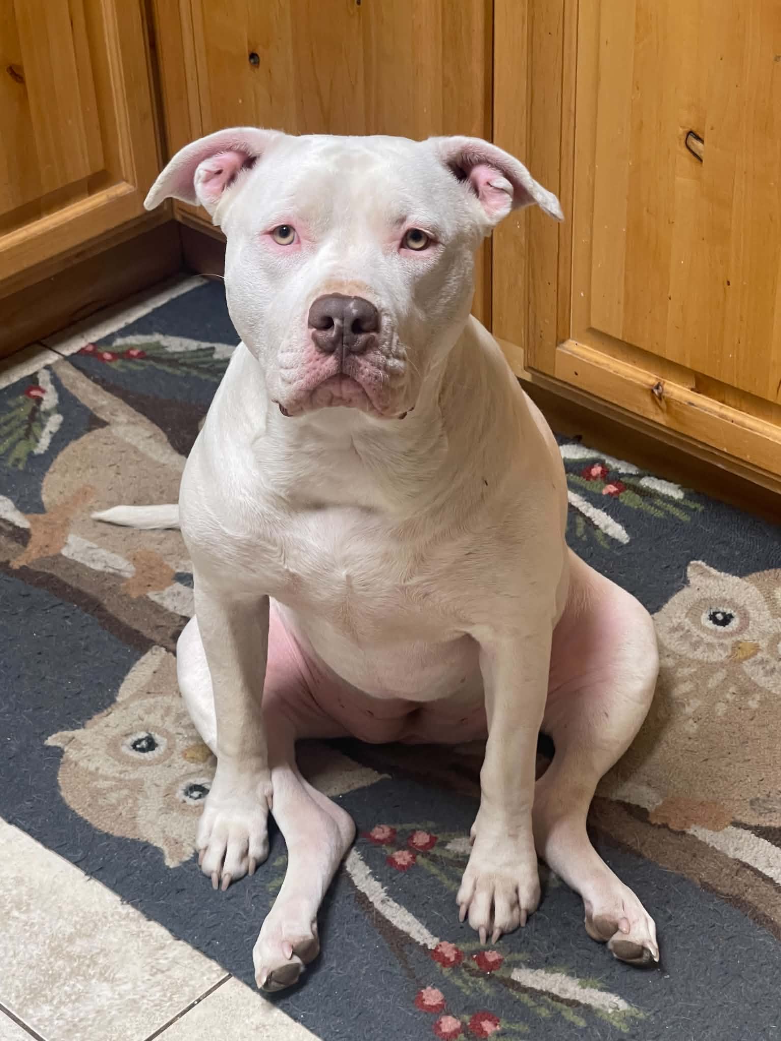 Luna - Pit Bull Terrier