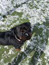 Jake the rottie
