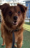 Winston