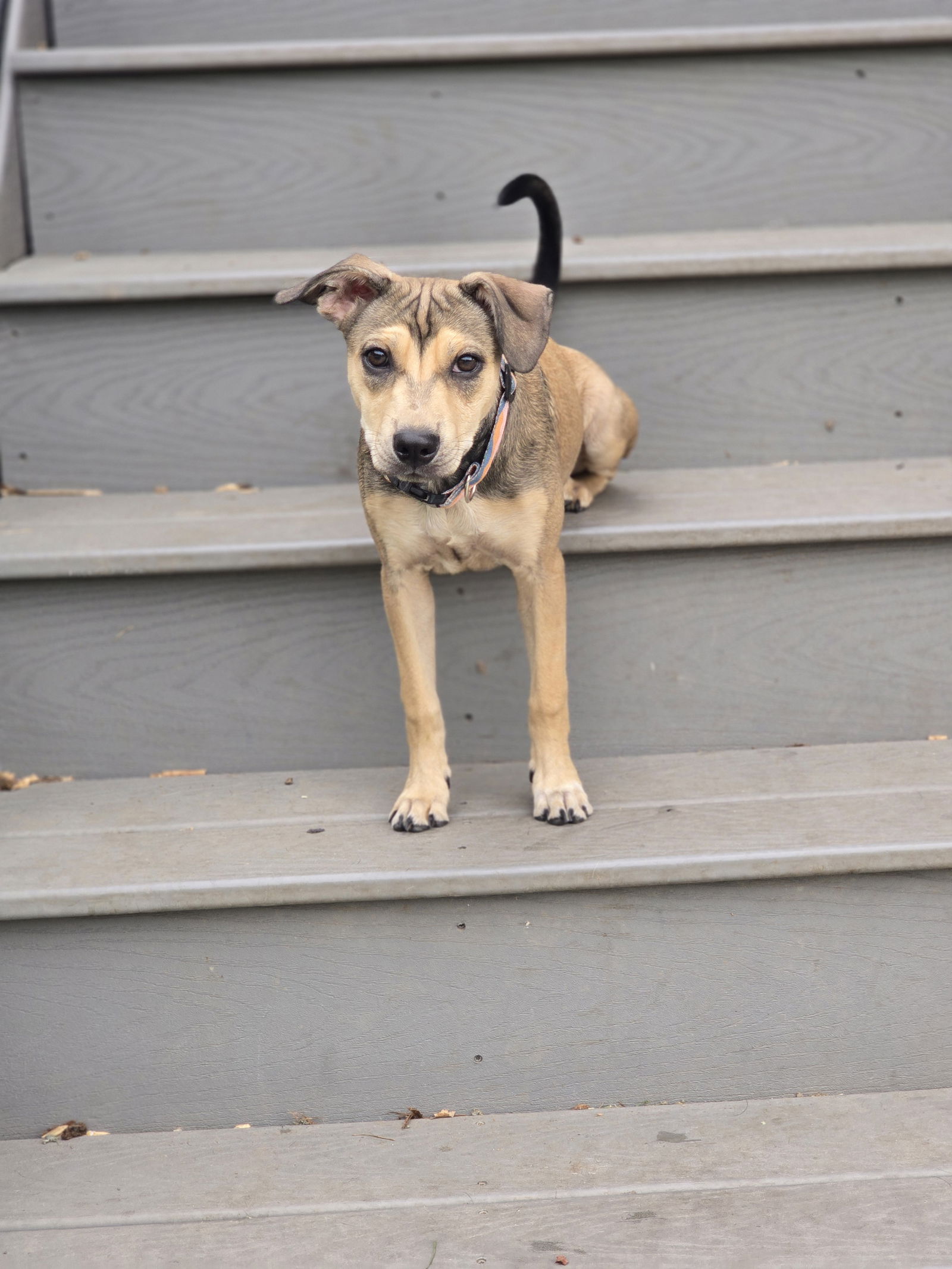 adoptable Dog in MSC, UT named Emma