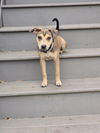 adoptable Dog in  named Emma