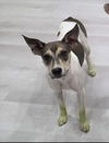 adoptable Dog in  named Chloe the Cow