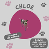 Chloe the Cow