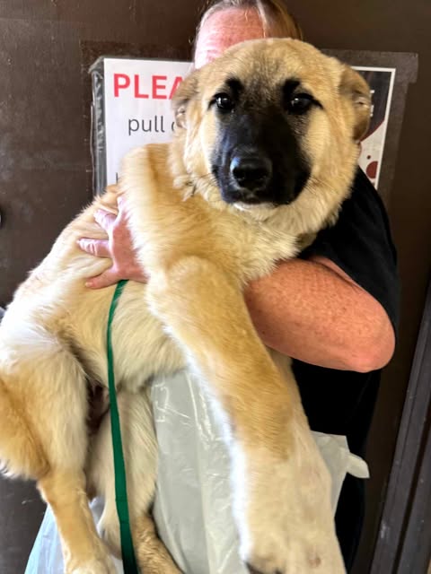 Bruce Almighty, adoptable Great Pyrenees / German Shepherd Dog / Mixed (long coat) from Mountain Mama Pyrs and Pups