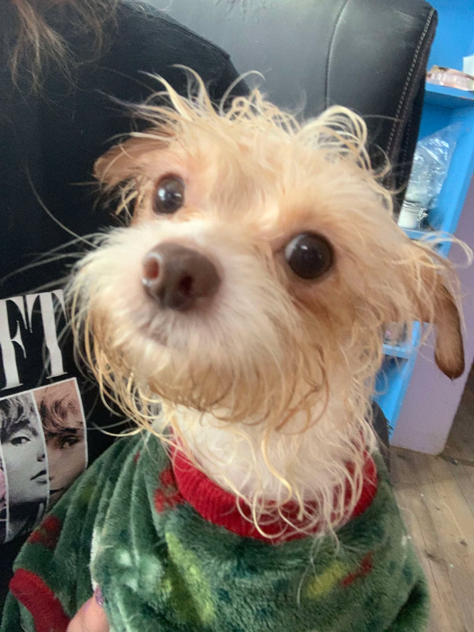 adoptable Dog in Midway, UT named Pixie