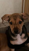 Mateo