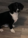 adoptable Dog in ssl, UT named Violet