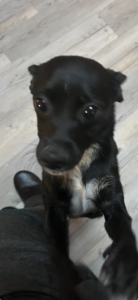 adoptable Dog in SSL, UT named Lulu