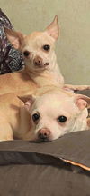 Copper Chi