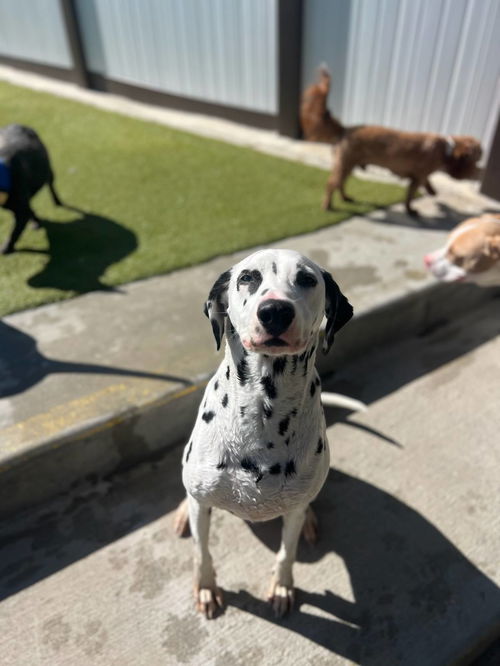 RUFUS