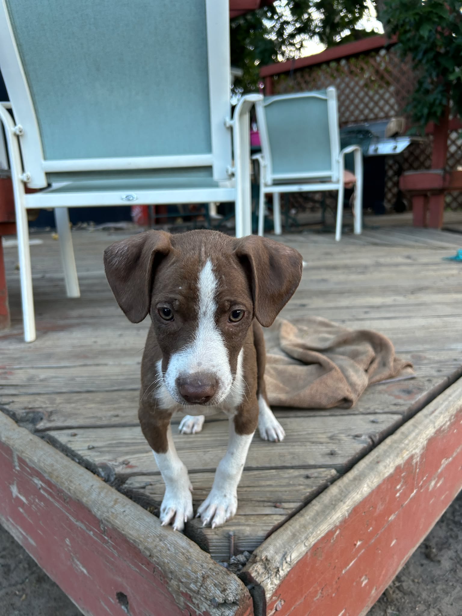 adoptable Dog in Pleasant Hill, MO named Pete