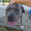 adoptable Dog in  named Grayson