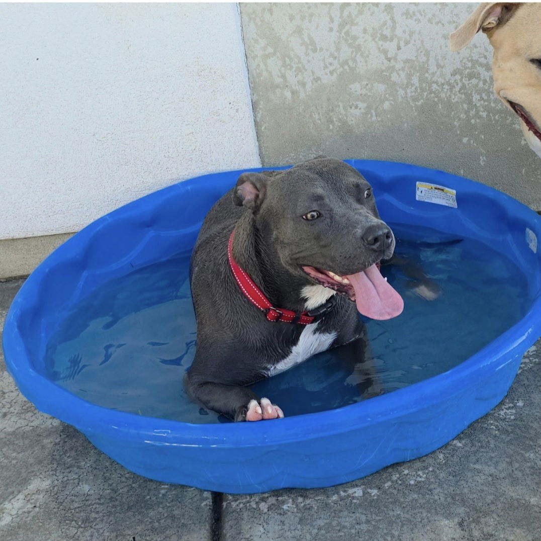 adoptable Dog in Midway, UT named Miss