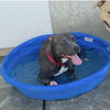 adoptable Dog in  named Miss