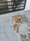 adoptable Dog in , UT named Molly