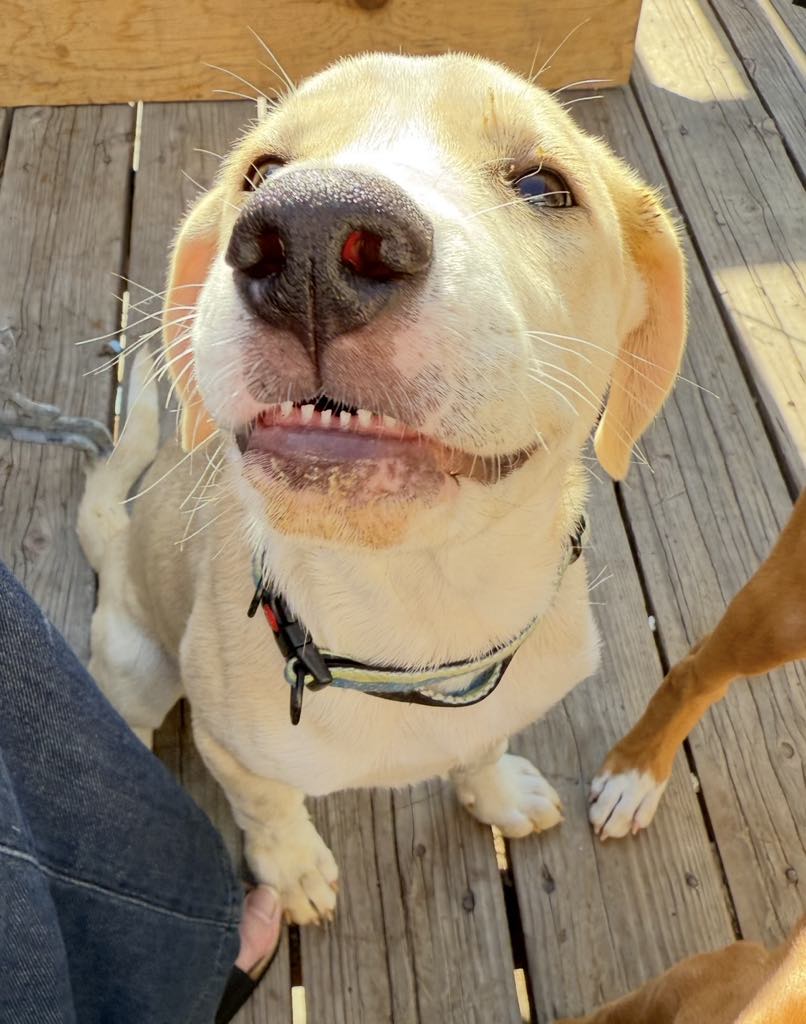 adoptable Dog in Aurora, CO named Sam