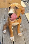 adoptable Dog in  named Indy