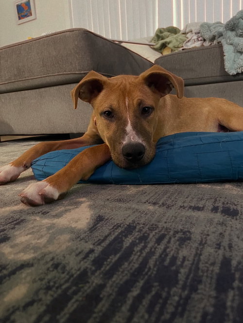 INDY - Boxer / Labrador Retriever available for adoption