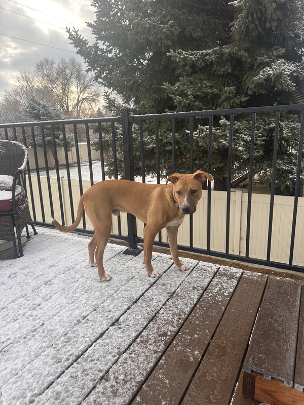 Indy