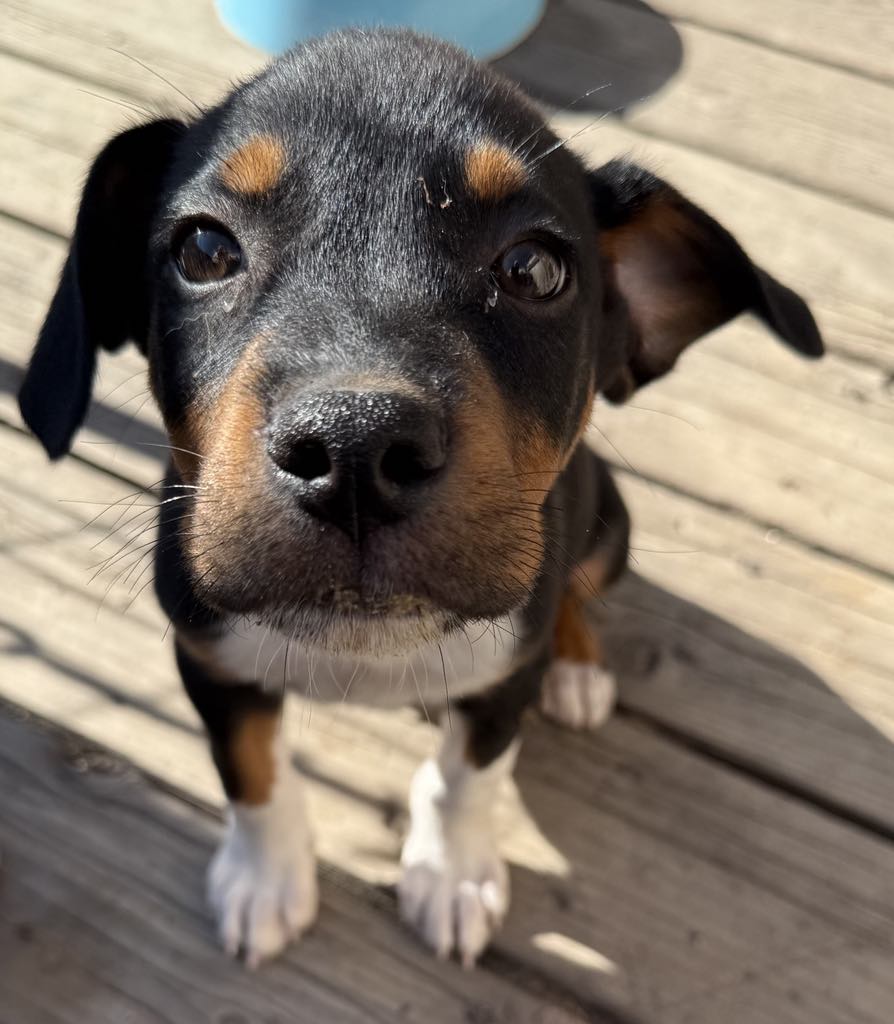 adoptable Dog in Aurora, CO named Justice