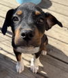 adoptable Dog in Aurora, CO named Justice