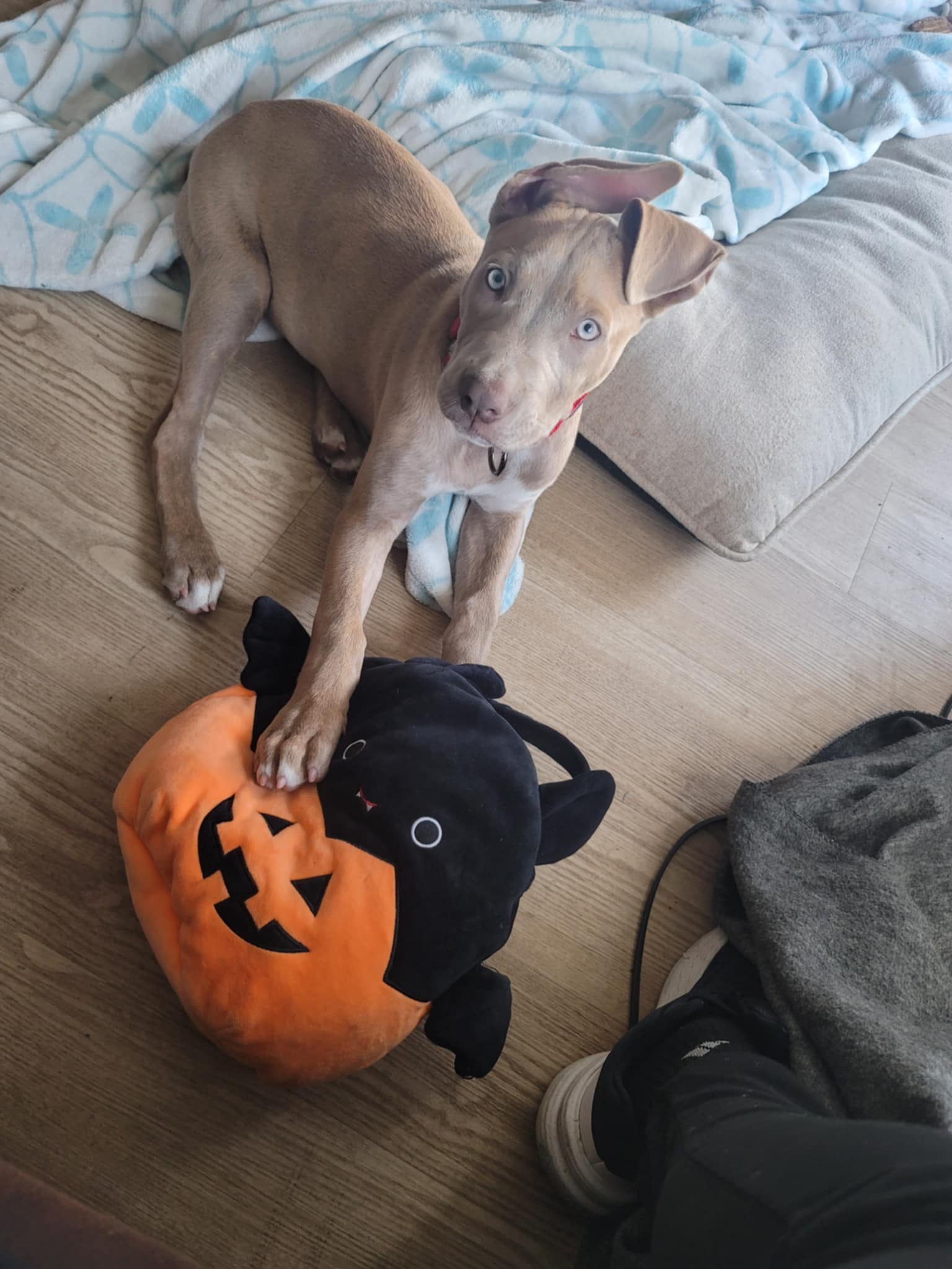 adoptable Dog in Midway, UT named Sunny