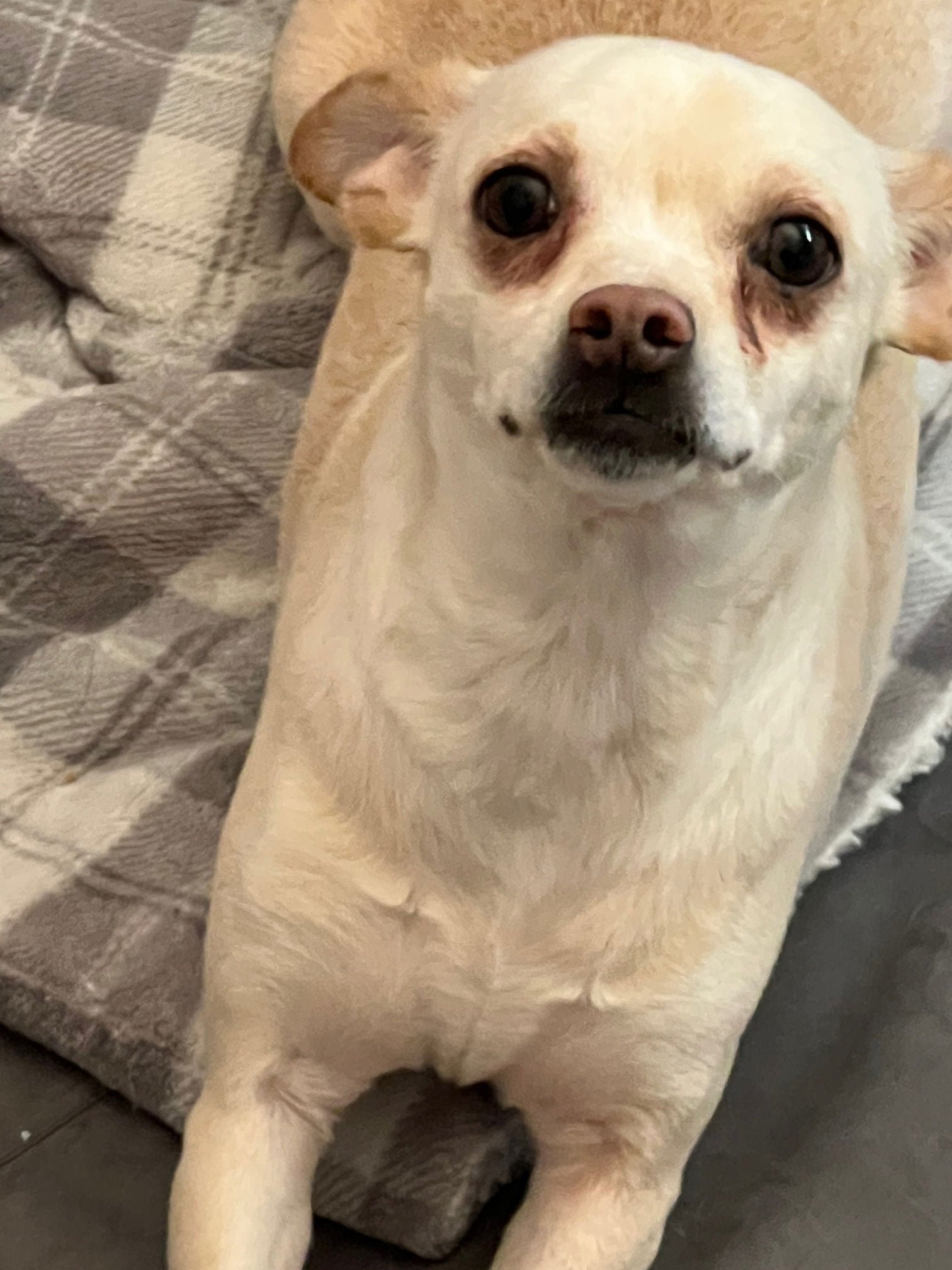 adoptable Dog in Midway, UT named Suki