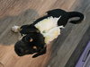 Speed - Photo 3