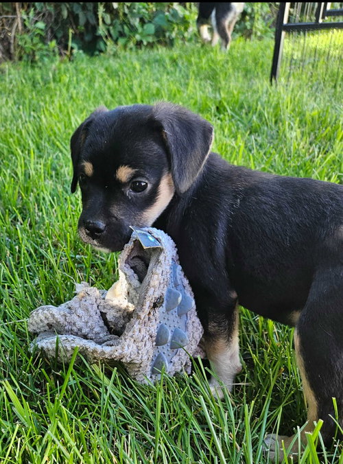 SPEED - Pug / Australian Cattle Dog/Blue Heeler available for adoption