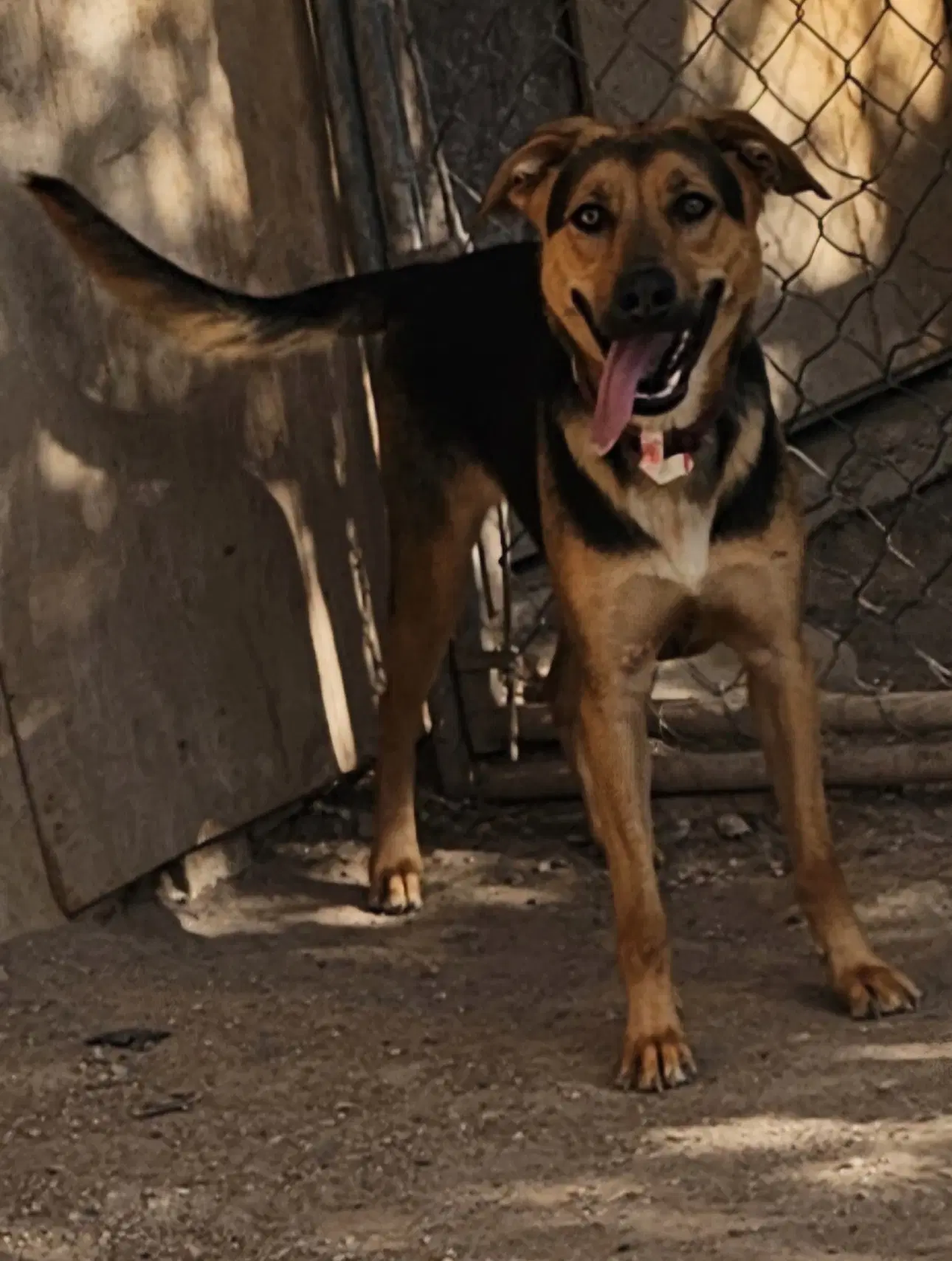 Charlee image 3