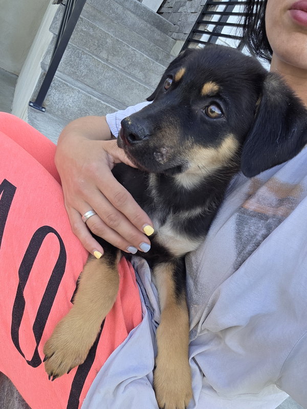 Rotty