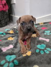 Diesel - Photo 6