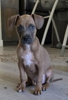 Diesel - Photo 1